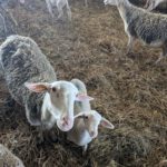 WhatsApp Image 2025-03-21 at 12.58.36 4